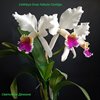 Cattleya Evas Fabula Contigo. 